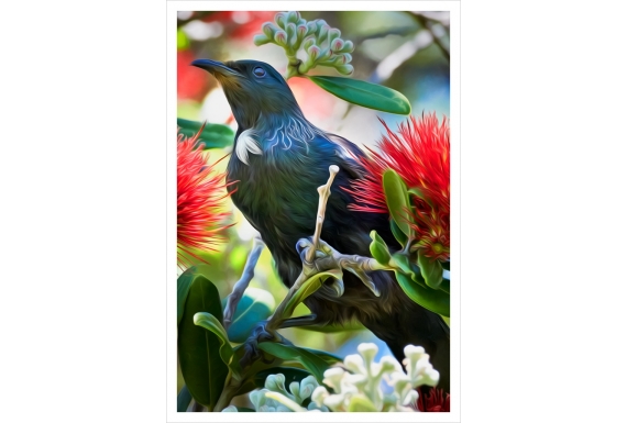 Tui in Pohutukawa: Card