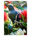 Tui in Pohutukawa: Card
