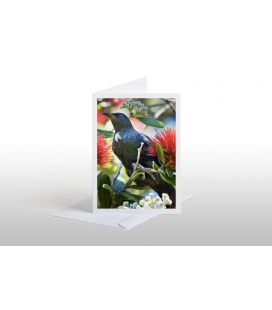 Tui in Pohutukawa: Card