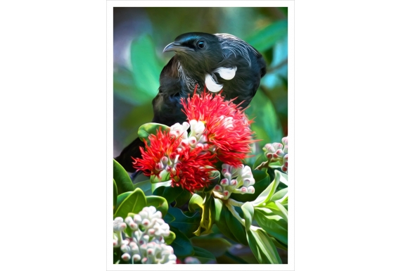 Tui in Pohutukawa: Card