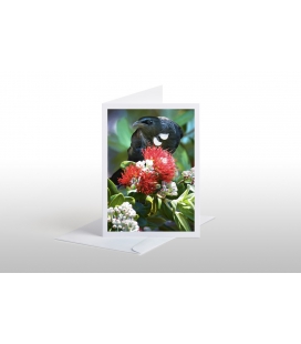 Tui in Pohutukawa: Card