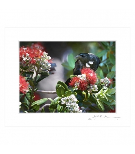 Fantail with Chicks: 6x8 Matted Print