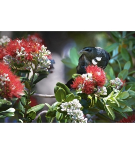 Tui in Summer Pohutukawa