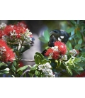 Tui in Kowhai, Dappled Light