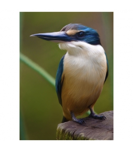 Kotare, the NZ Kingfisher - ONE ONLY