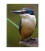 Kotare, the NZ Kingfisher - ONE ONLY