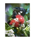 Tui in Pohutukawa