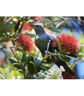 Fantail with Chicks