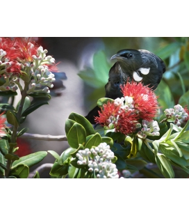 Tui in Summer Pohutukawa - ONE ONLY