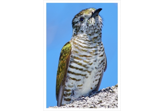 Shining Cuckoo, Pipiwharauroa: Card