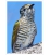 Shining Cuckoo, Pipiwharauroa: Card