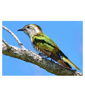 Shining Cuckoo, Pipiwharauroa: Card