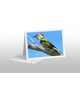 Shining Cuckoo, Pipiwharauroa: Card