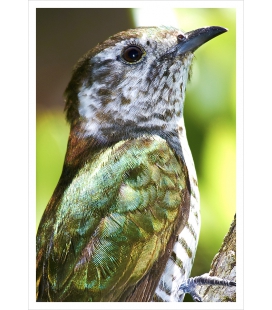 Shining Cuckoo, Pipiwharauroa: Card