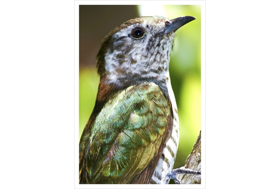 Shining Cuckoo, Pipiwharauroa: Card