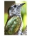 The Shining Cuckoo: Card