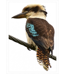The Shining Cuckoo: Card