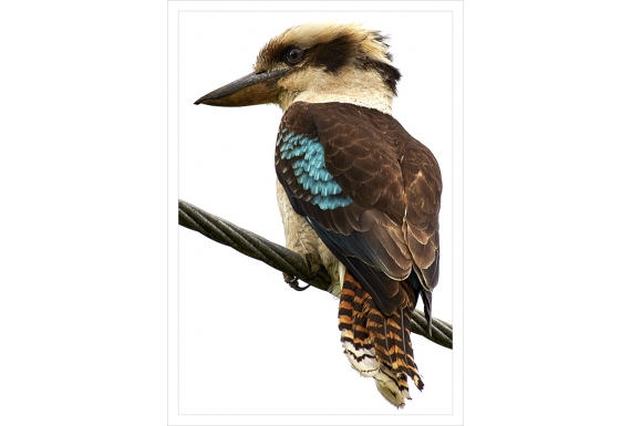 The Shining Cuckoo: Card