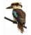 The (NZ) Laughing Kookaburra: Card