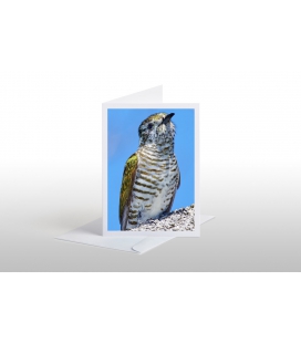 Shining Cuckoo, Pipiwharauroa: Card