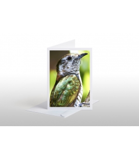 The Shining Cuckoo: Card