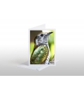 The Shining Cuckoo: Card