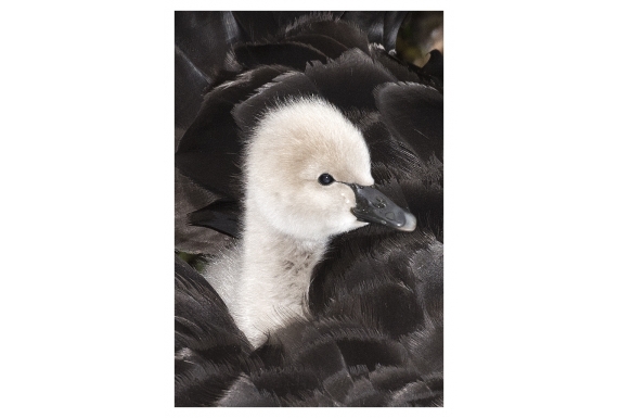 Cygnet riding on its Mother's back: Card