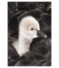 Cygnet riding on its Mother's back: Card