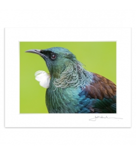 Tui Portrait (landscape): 6x8 Matted Print