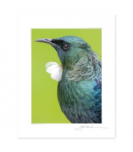 Tui Portrait closeup (landscape): 6x8 Matted Print