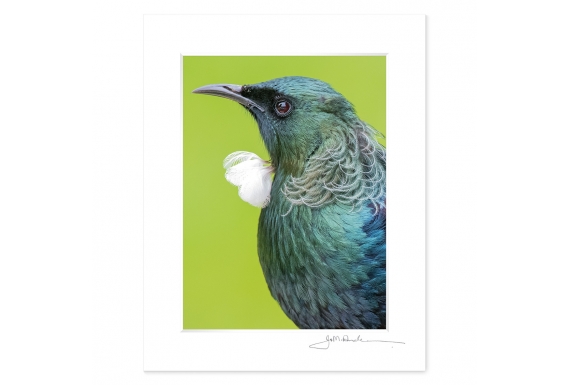 Tui Portrait closeup (landscape): 6x8 Matted Print