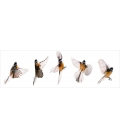 Flight of the Fantail - ONE ONLY