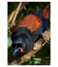 Crouching Saddleback: Card