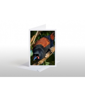 Cygnet riding on its Mother's back: Card