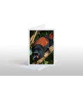Cygnet riding on its Mother's back: Card