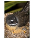 Fantail Mum with Chicks: Card