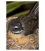 Fantail Mum with Chicks: Card