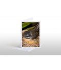 Crouching Saddleback: Card