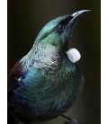 Tui Portait