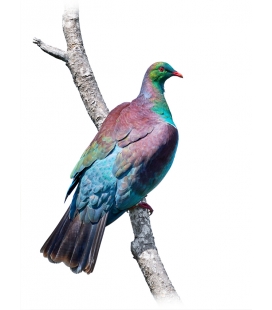 Kereru Lookout - ONE ONLY