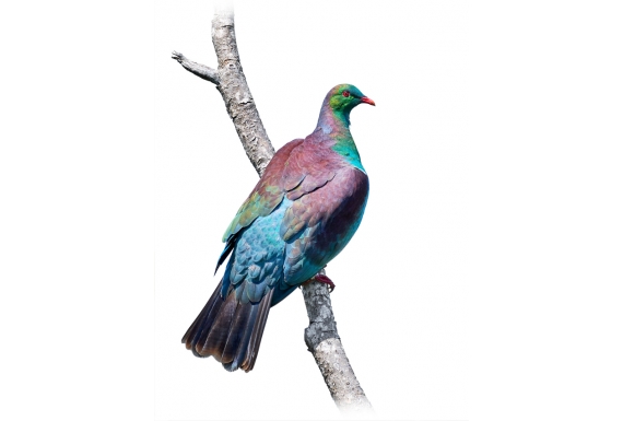 Kereru Lookout