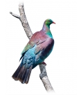 Kereru Lookout