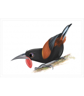 Saddleback, Tieke: Card