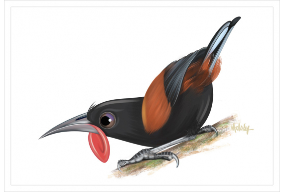 Saddleback, Tieke: Card