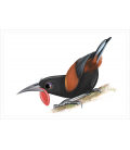 Saddleback, Tieke: Card