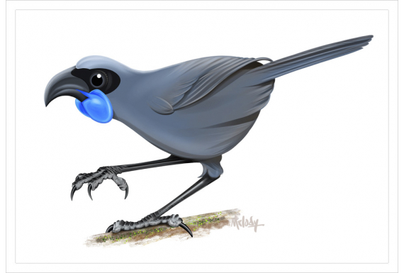 Kokako, blue-wattled crow: Card