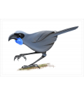 Kokako, blue-wattled crow: Card