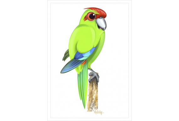 Kakariki, red-crowned parakeet: Card