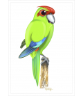 Kakariki, red-crowned parakeet: Card