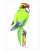 Kakariki, red-crowned parakeet: Card